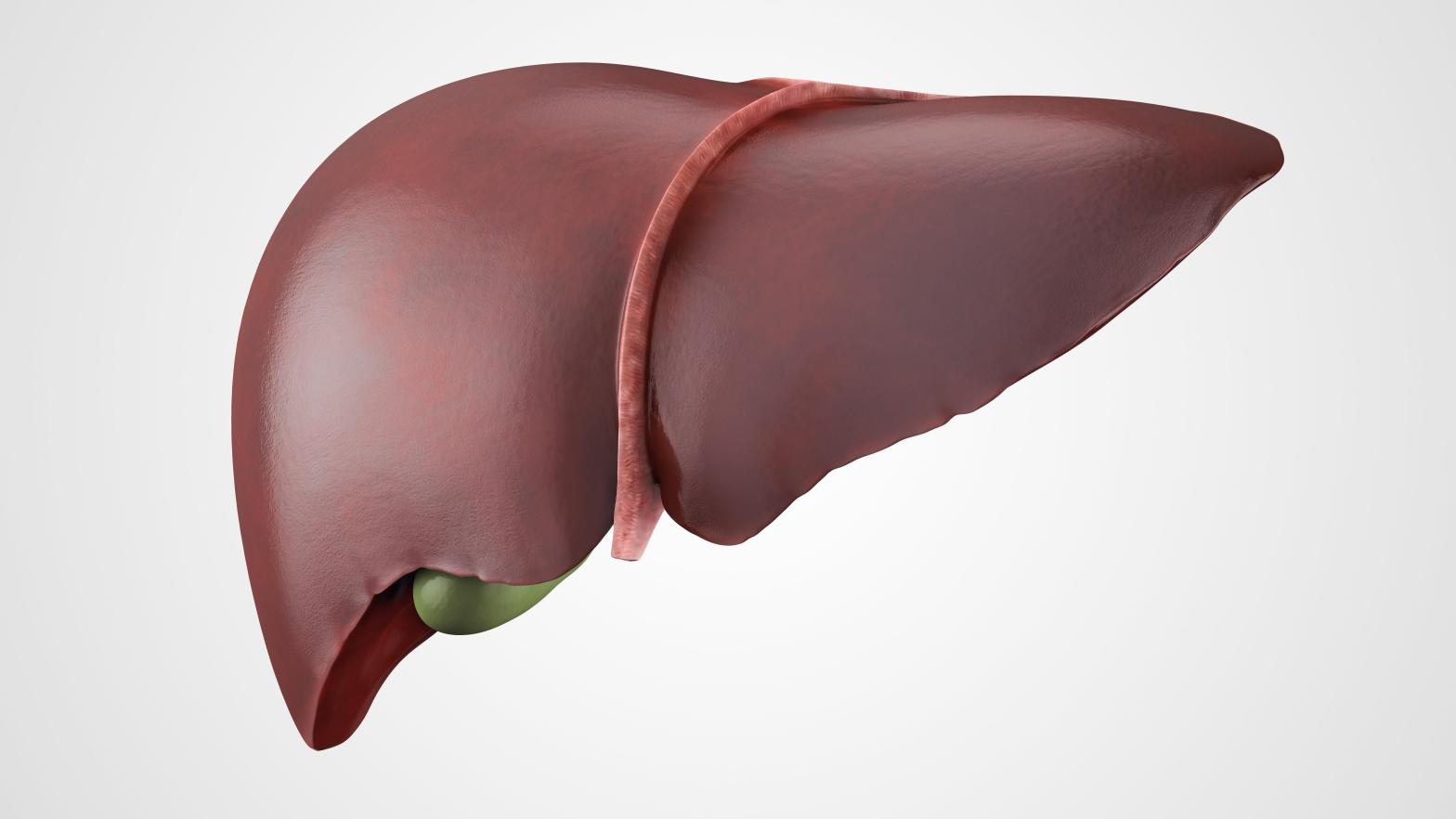 A realistic anatomical model of healthy human liver with gallbladder isolated. (Image: Shutterstock, Shutterstock)