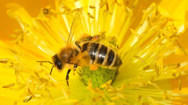 A Court Has Ruled Bees Can Be Classified as Fish