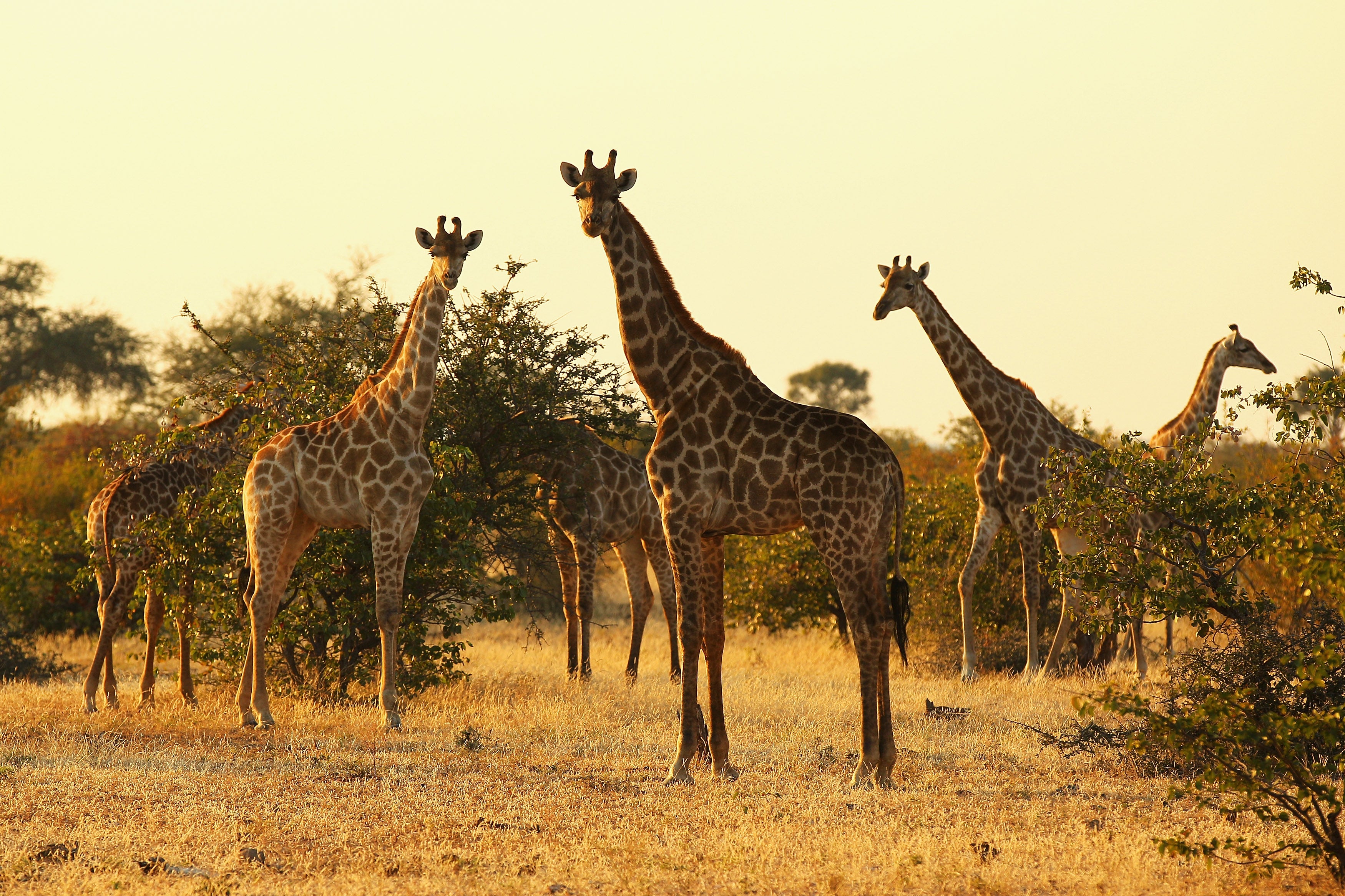 A tower of giraffes. (Photo: Cameron Spencer, Getty Images)
