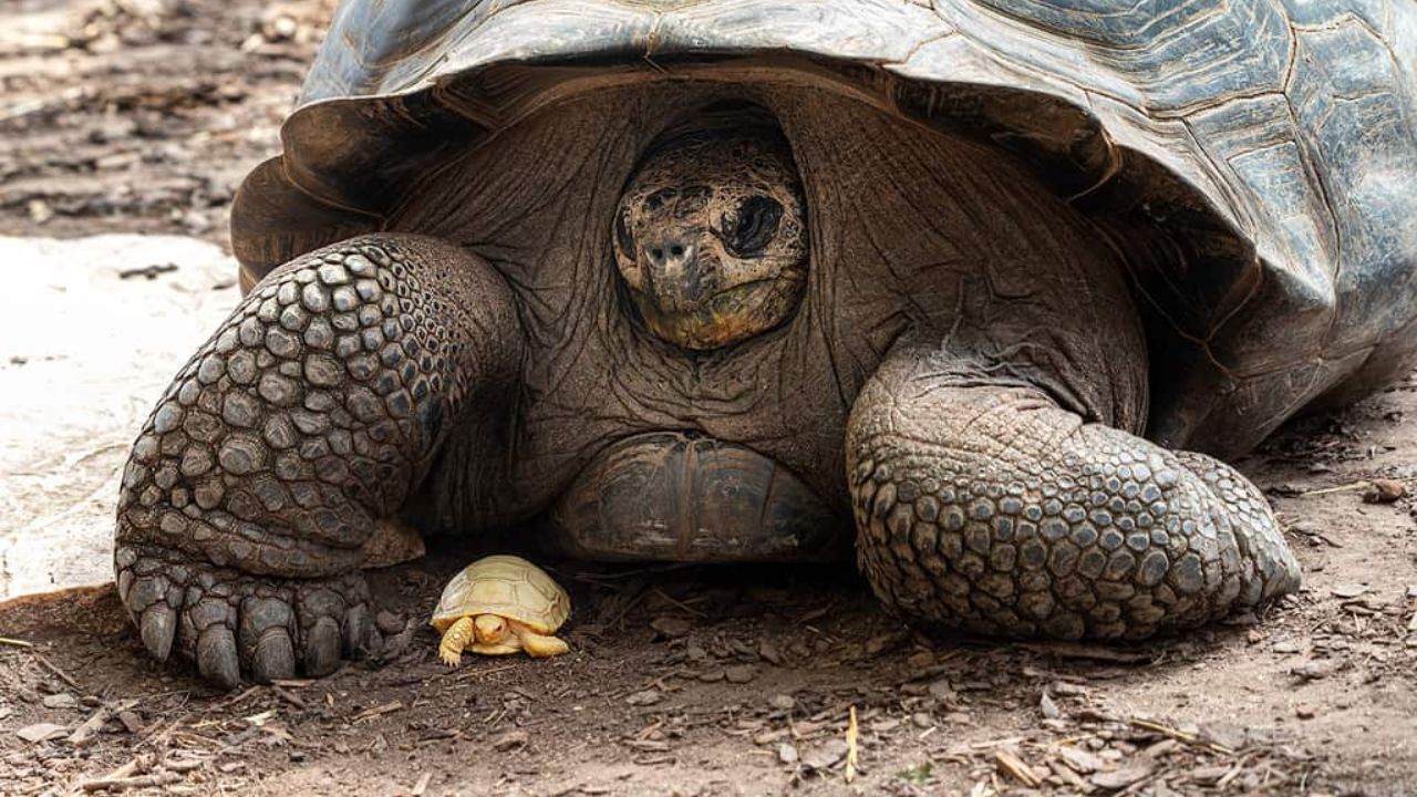 albino Galapagos tortoise
