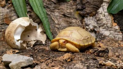 This Super Rare Albino Galápagos Giant Tortoise Is a Lil’ Groundbreaker