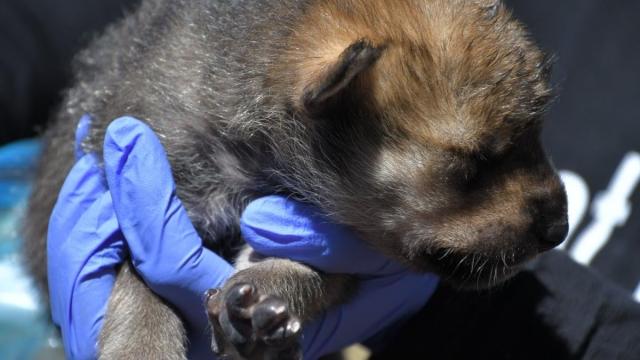 Officials Snuck Captive-Bred Wolf Pups Into Wild Dens to Try to Boost Their Population