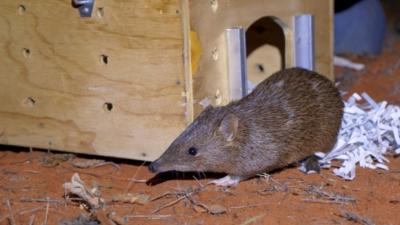 Golden Bandicoots Are Being Fitted With Radio Transmitters As They’re Reintroduced to the Desert