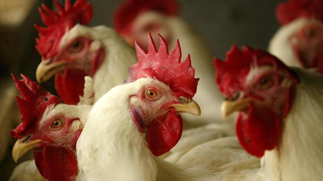 The Chicken (or the Egg) First Came From This Spot, Researchers Say