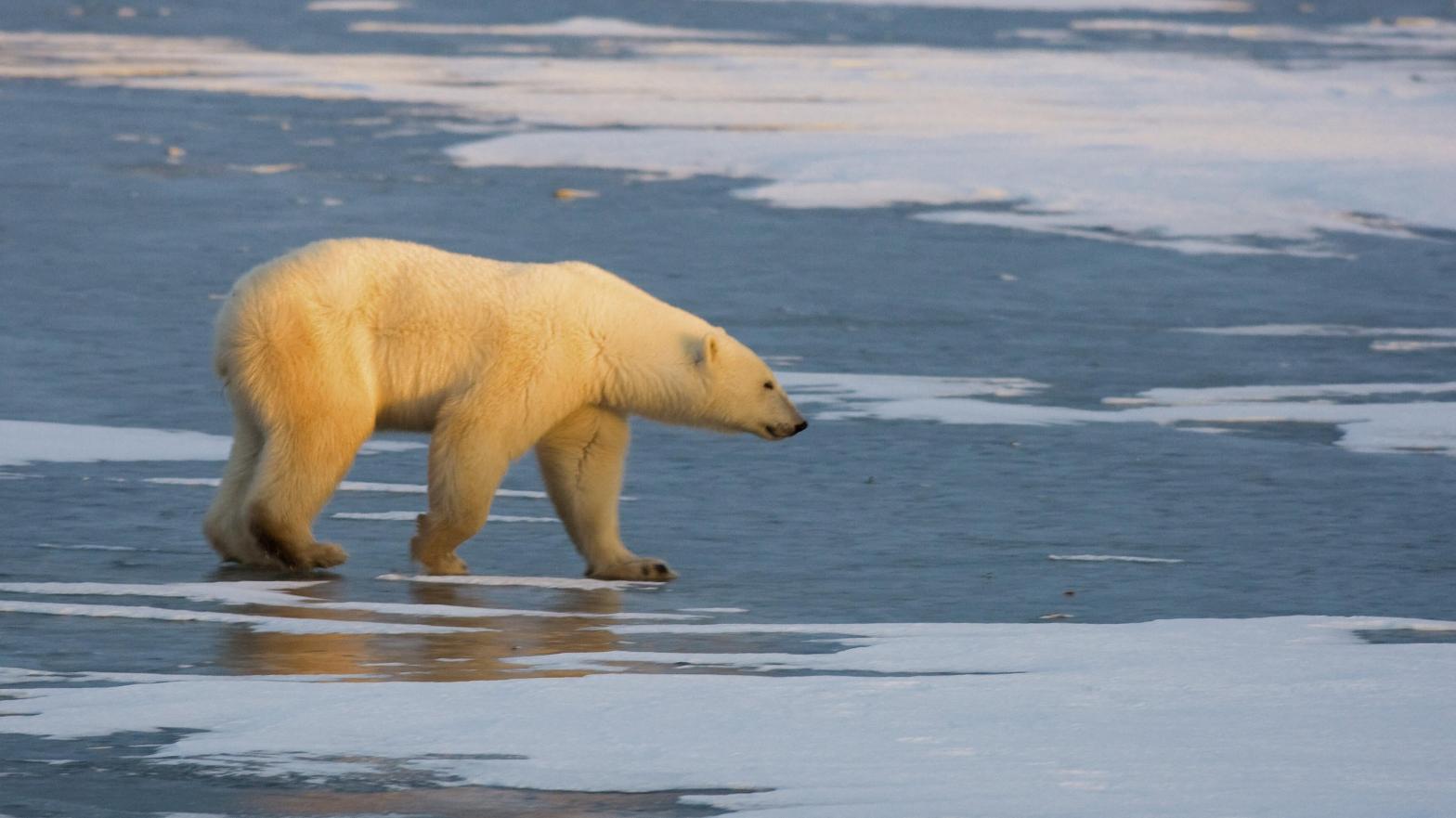 A polar bear in Hudson Bay in 2007. (Photo: PAUL J. RICHARDS/AFP, Getty Images)