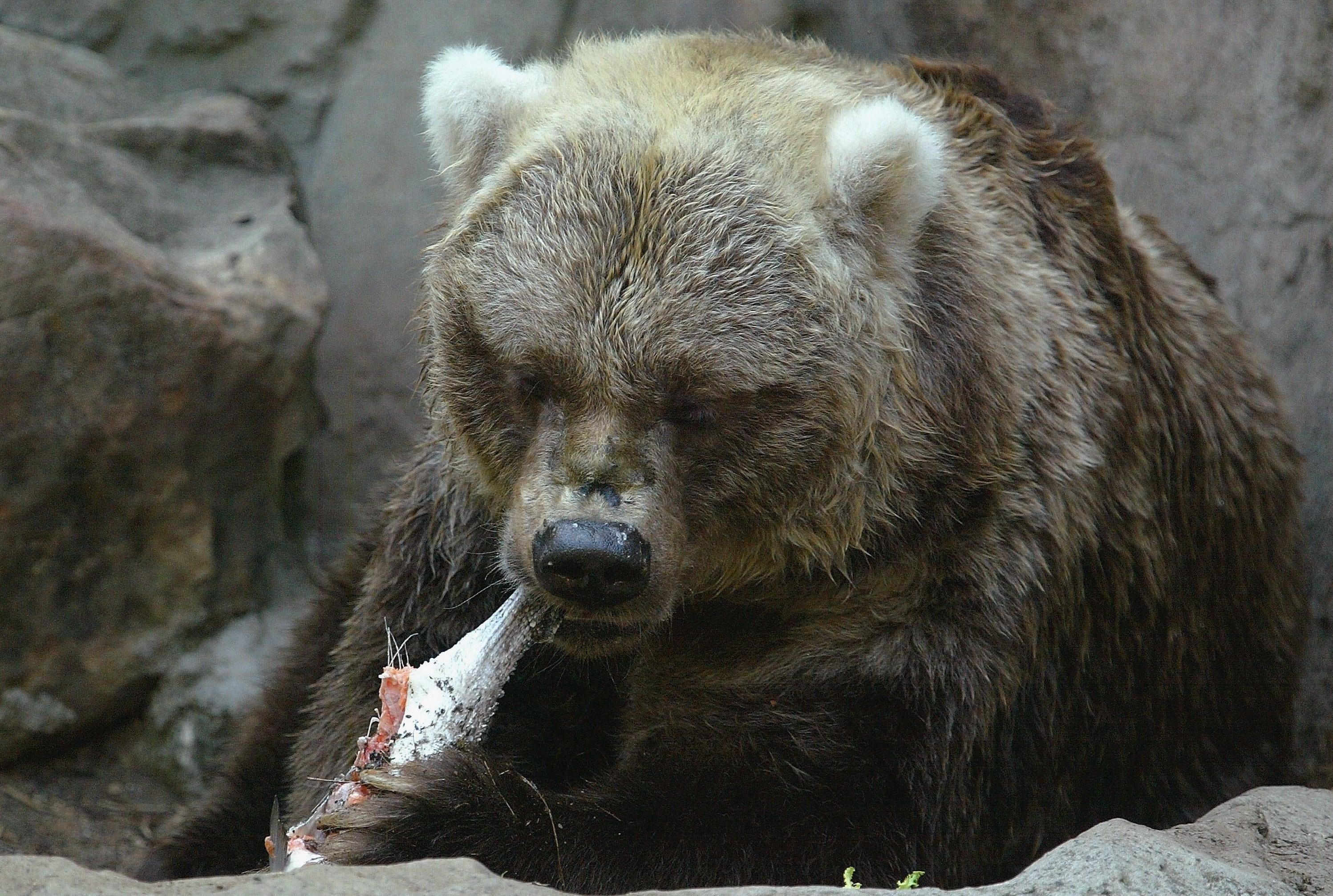 A brown bear chewin' on salmon. (Photo: Mark Metcalfe, Getty Images)