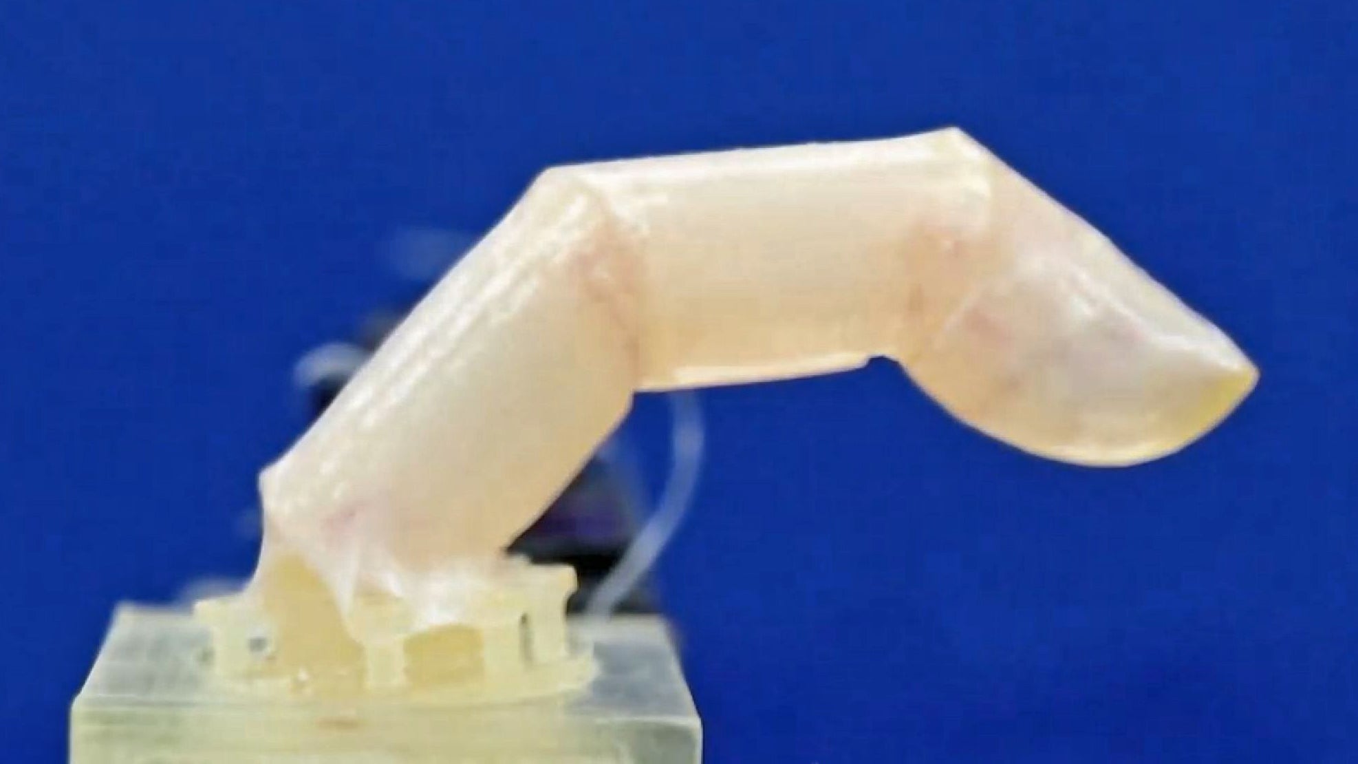 A bending robotic finger covered with human skin developed by researchers at the University of Tokyo. (Image: Shoji Takeuchi)