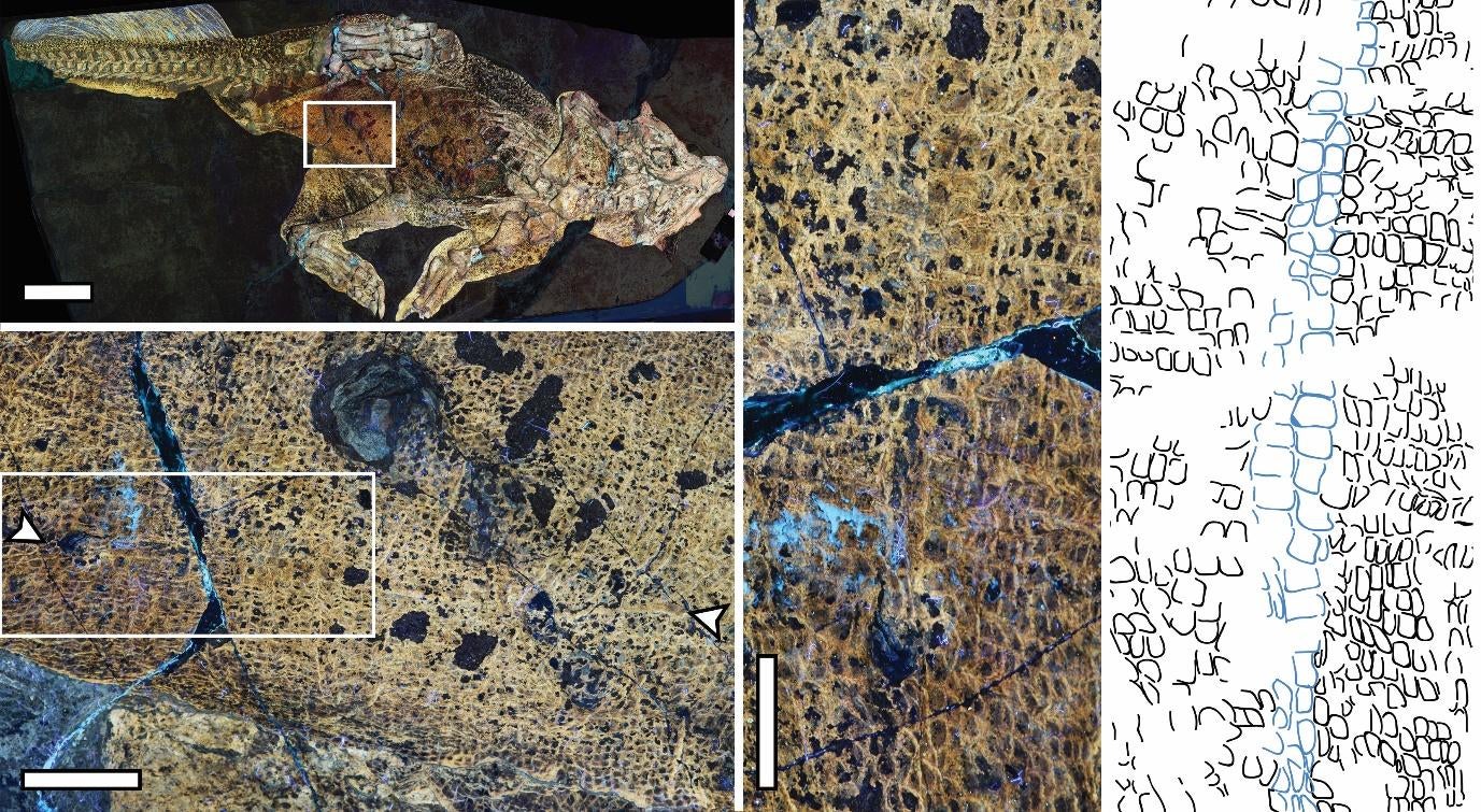 Laser-stimulated fluorescence (LSF) image of the Psittacosaurus specimen showing the umbilical scar and scales. (Image: Bell et al. 2022)