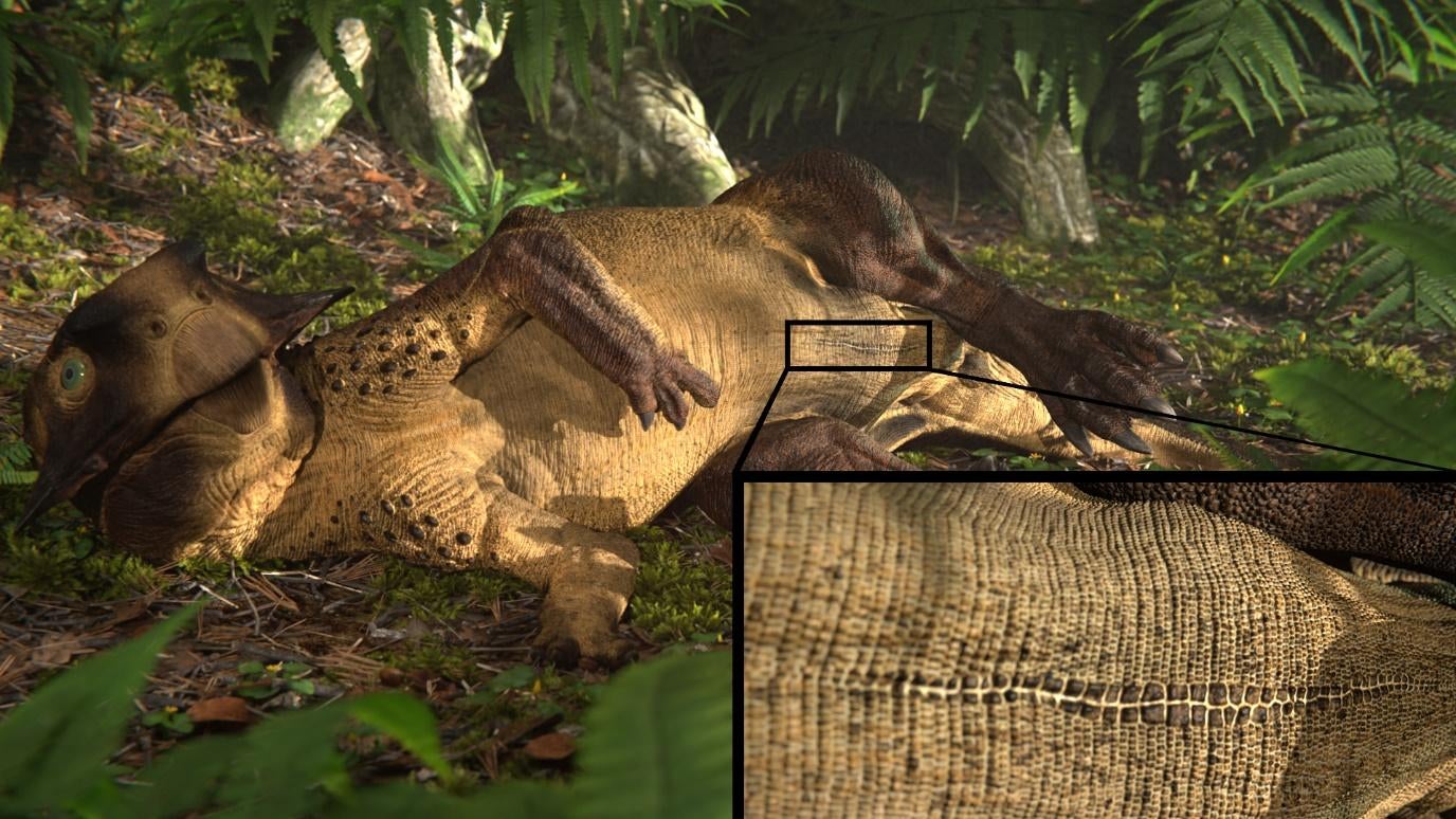 Rendering of a reclining Psittacosaurus, with insert showing the umbilical scar. (Illustration: Jagged Fang Designs)