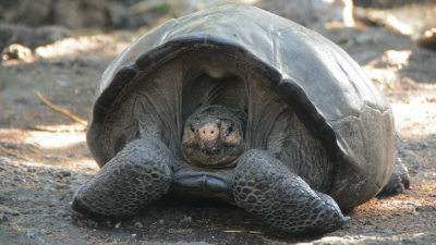 ‘Extinct’ Giant Tortoise Was Just Chilling on an Island