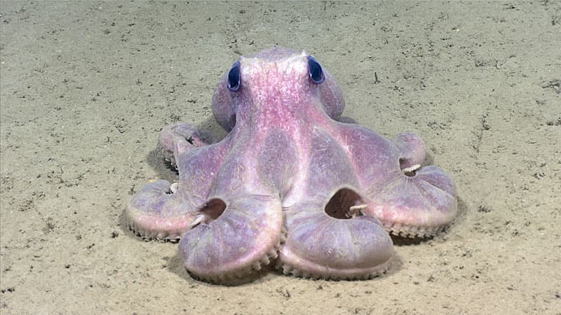 Deepwater octopus, Graneledone verrucosa (Photo: NOAA Office of Ocean Exploration and Research)