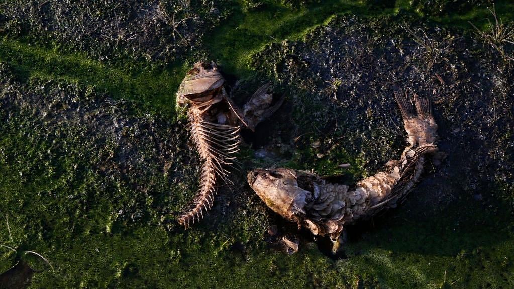 The remains of dead fish at the bottom of dried-up Lake Peñuelas in Valparaiso, Chile.  (Photo: Marcelo Hernandez, Getty Images)