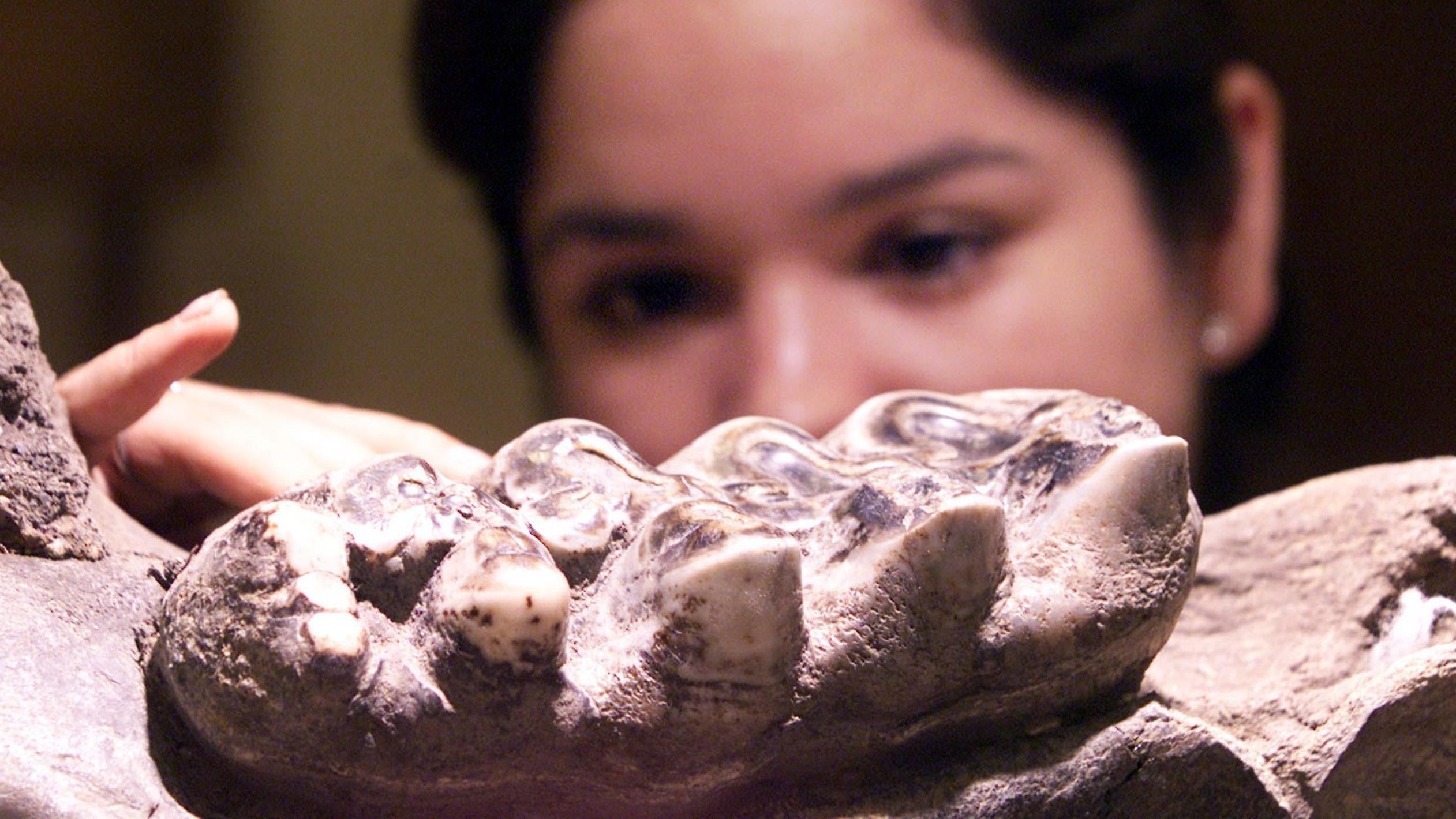 Ancient isotopes in teeth reveal animal's past movements. (Photo: Daniel LeClaire, Getty Images)
