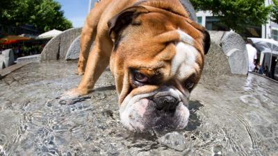 UK Study Confirms English Bulldogs Are a Genetic Tragedy