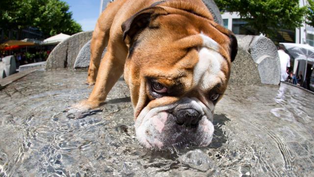 UK Study Confirms English Bulldogs Are a Genetic Tragedy