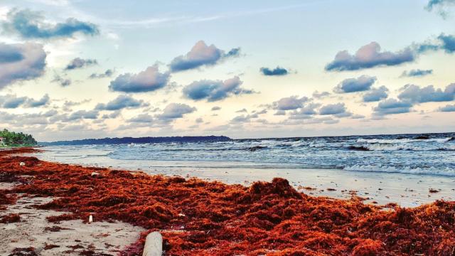 New Zealand Scientists Are Turning Stinky Seaweed into Green Power and Fertiliser
