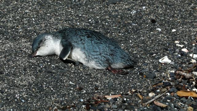 Hundreds of Little Blue Penguins Are Washing Up Dead in New Zealand Amid an Ocean Heatwave