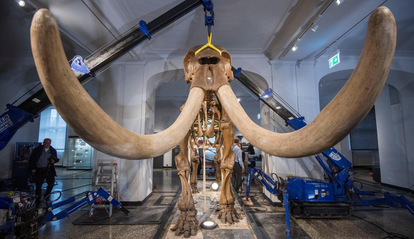 A mastodon skeleton in Germany. (Photo: Thomas Lohnes, Getty Images)