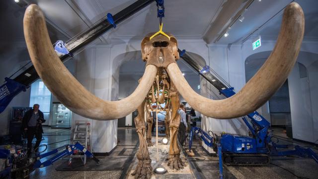 13,000-Year-Old Tusk Reveals Life of ‘Fred,’ a Mastodon Who Died in Battle