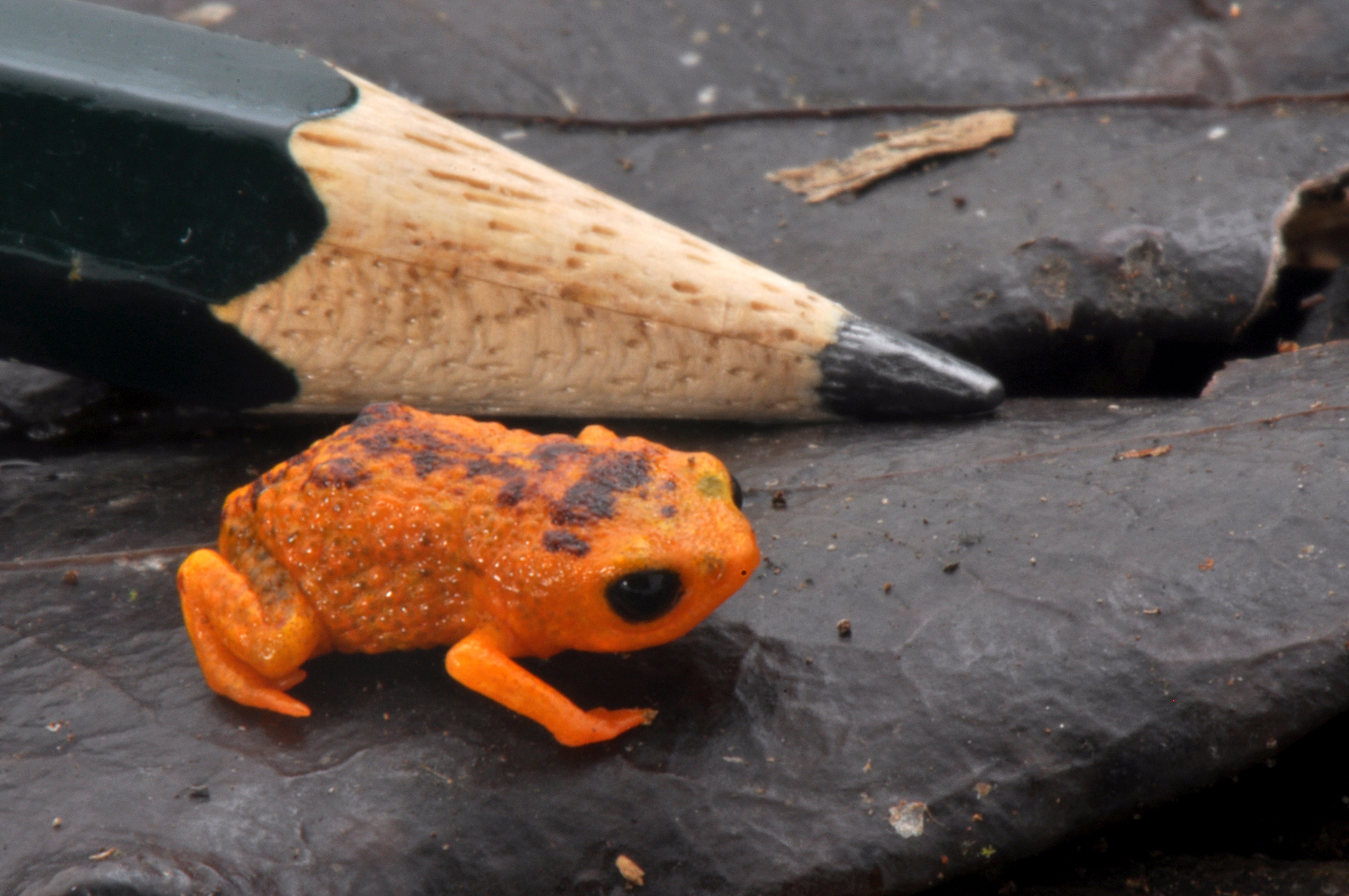 The bright orange B. ferruginus, next to a pencil for scale. (Photo: Luiz F. Ribeiro)