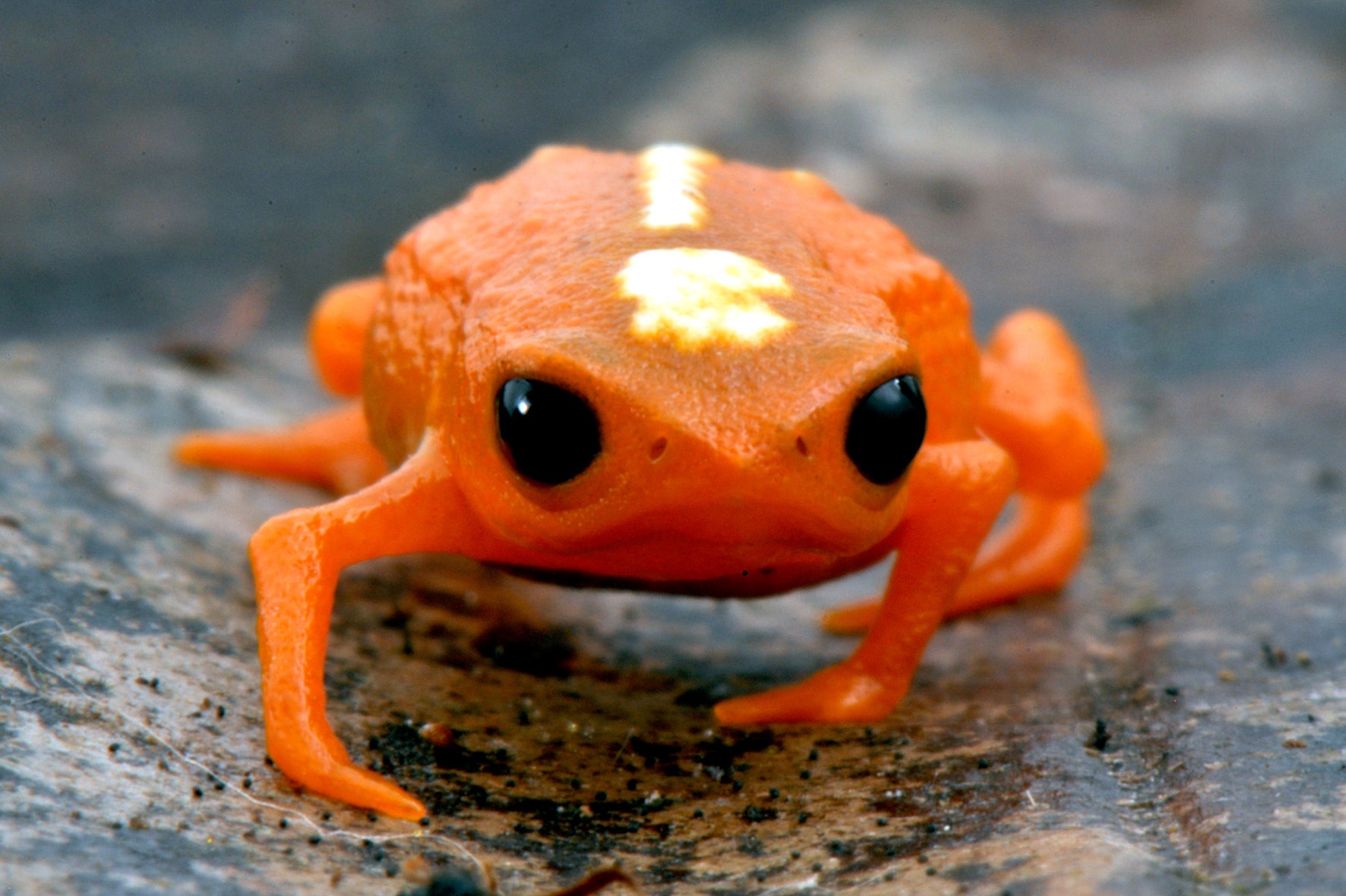 Brachycephalus mirissimus, a miniaturized Brazilian frog. (Photo: Luiz F. Ribeiro)