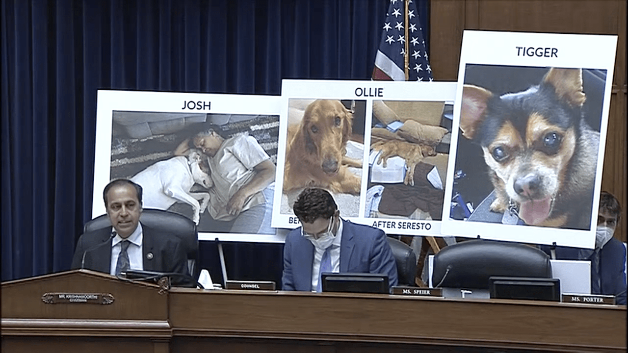 Dogs that died after using the Seresto tick and flea collar are shown at a hearing in Washington, D.C. on June 15, 2022. (Screenshot: YouTube)