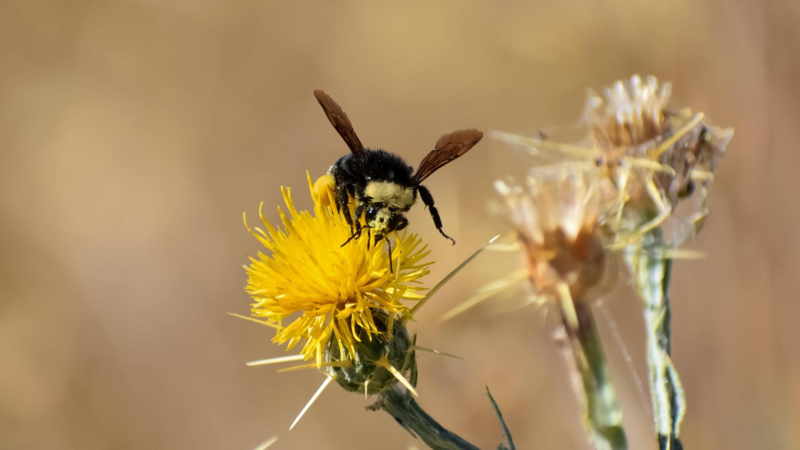 A yellow-faced bumble bee, or Bombus vosnesenskii. (Photo: K E Magoon, Shutterstock)