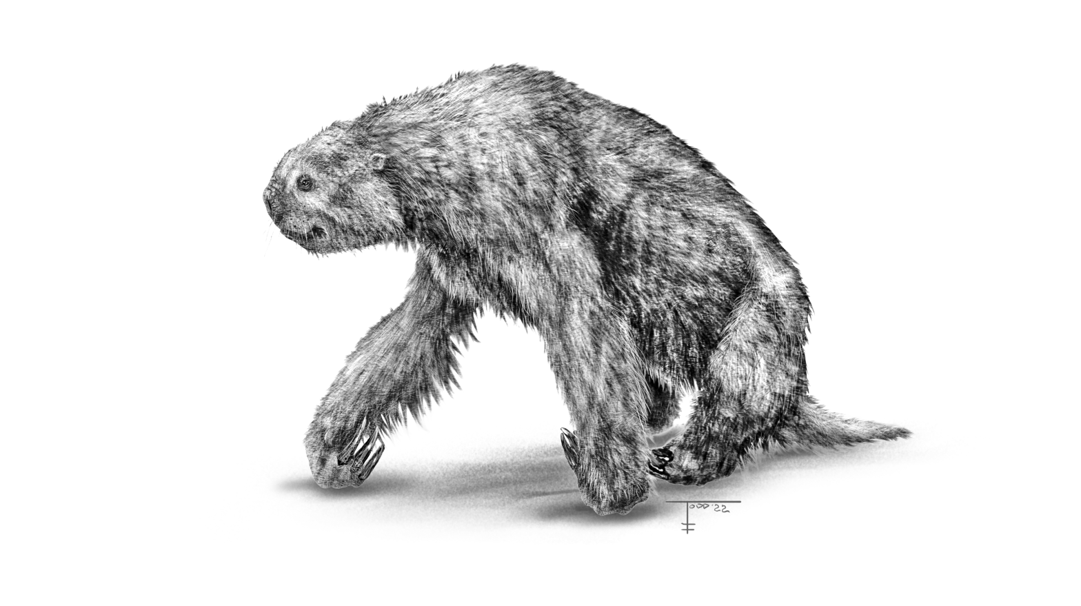 Megalonyx, an extinct ground sloth. (Illustration: Steve Brusatte / The Rise and Reign of Mammals)