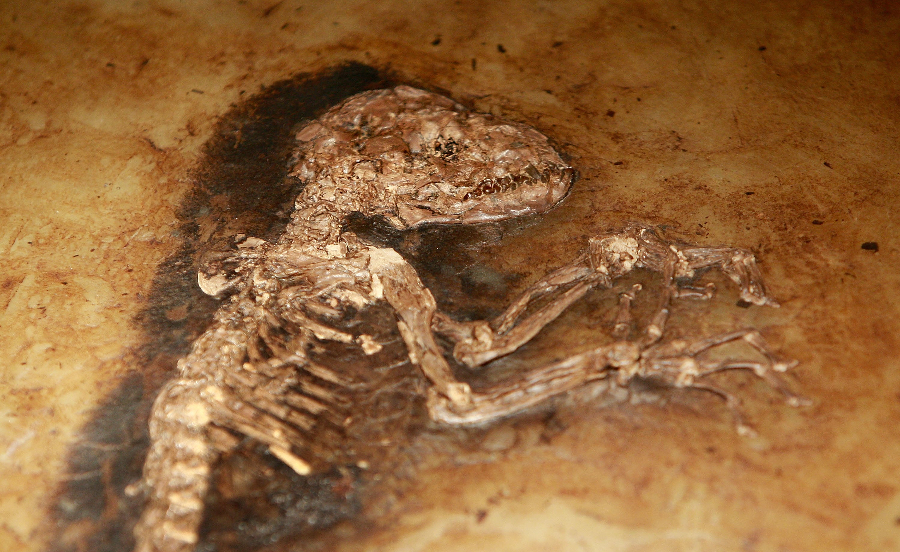 A 47-million-year-old monkey fossil. (Photo: Mario Tama, Getty Images)