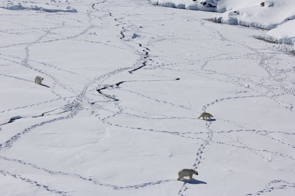 Three adult polar bears in Southeast Greenland in April 2015. They are using the sea ice during the limited time when it is available. (Photo: Kristin Laidre/University of Washington)