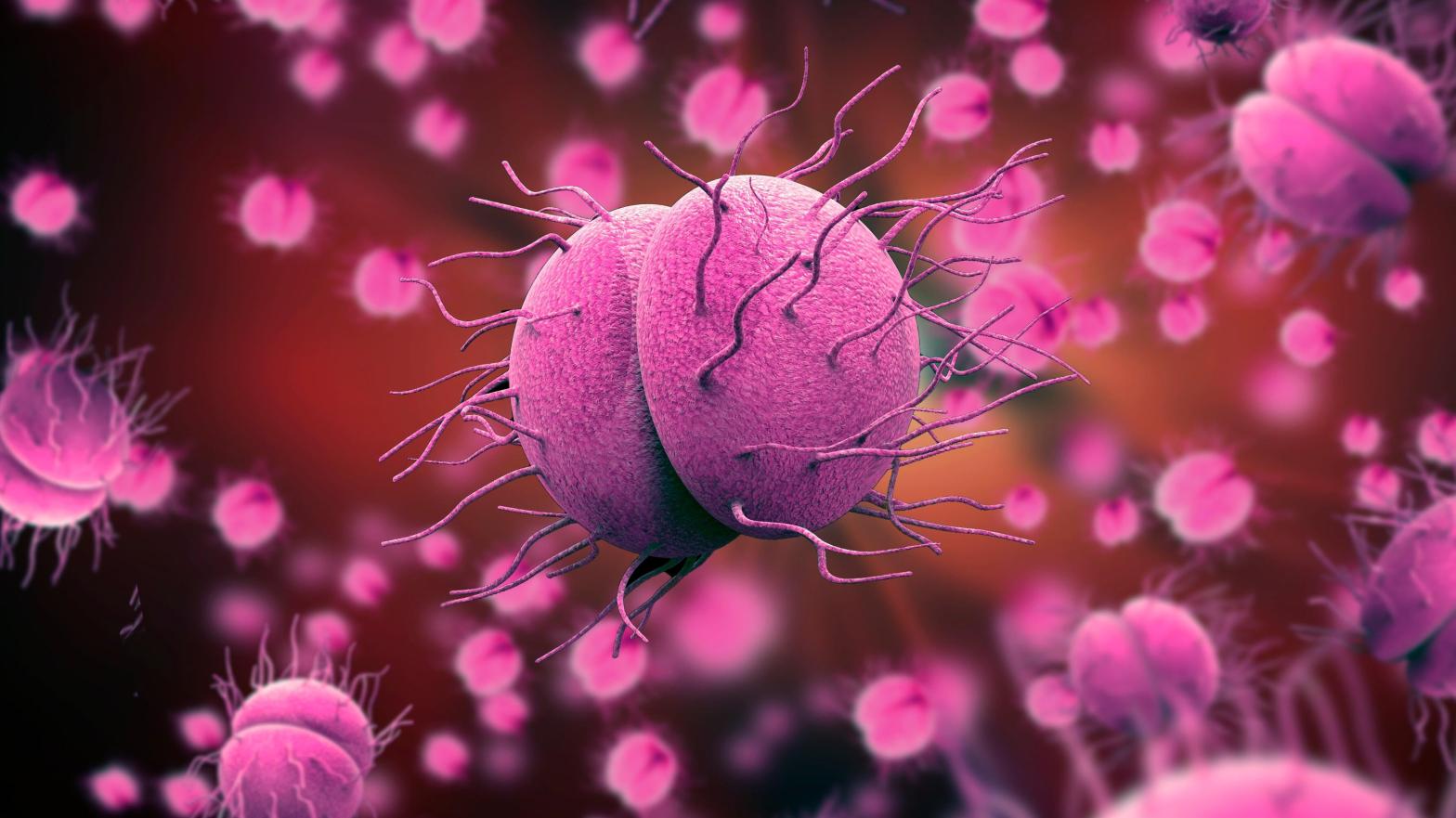 An illustration of Neisseria gonorrhoeae. (Illustration: Shutterstock, Shutterstock)