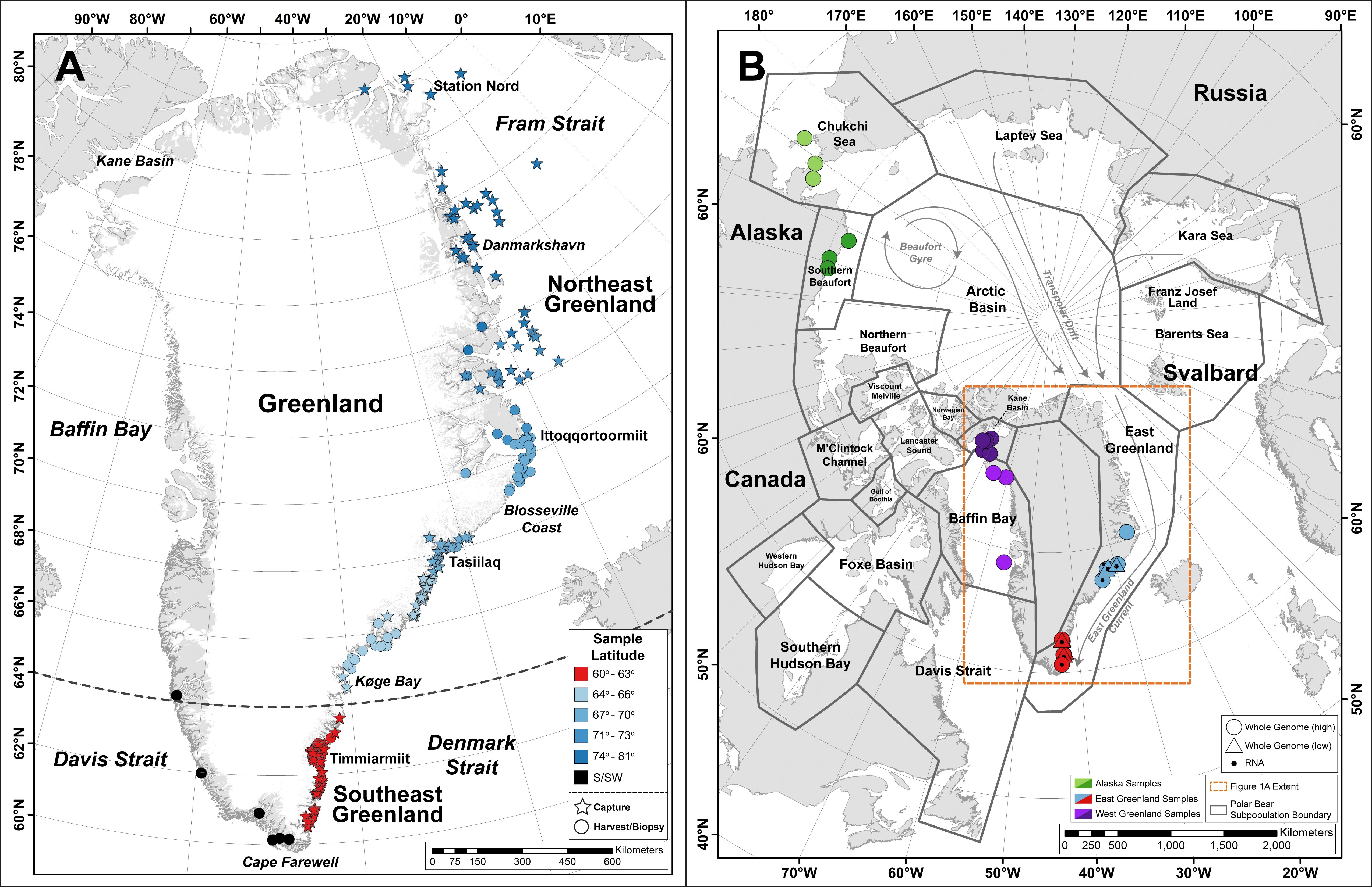 The dots on the left map show the locations where samples from Greenland polar bears were collected. The new Southeast Greenland population, shown as red dots, is located between 60 and 64 degrees north.  (Image: Laidre et al./Science)