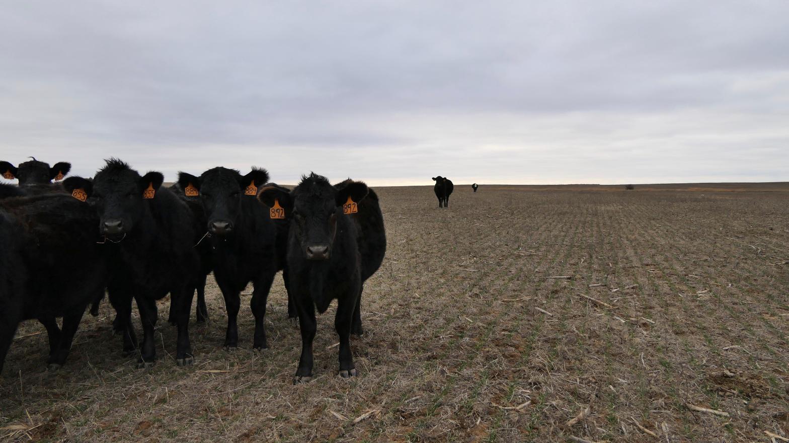Cows on a farm in in Pretty Prairie, Kansas. (Photo: Alice Mannette/The Hutchinson News, AP)