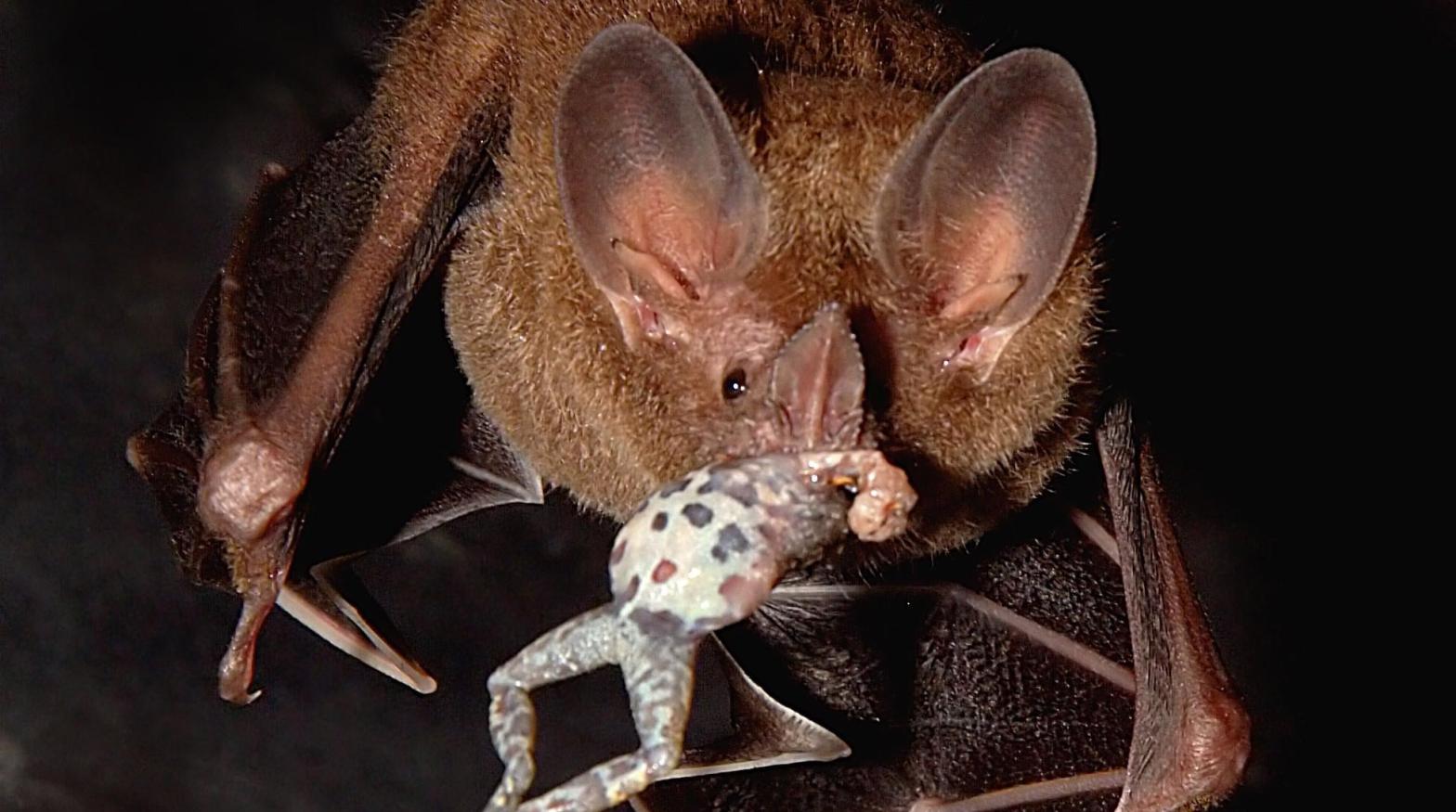 A frog-eating bat with its favourite prey (Photo: Marcos Guerra)