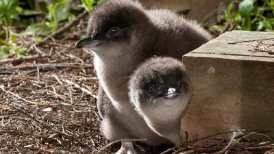 These Unbearably Cute Little Penguins Are About to Punch You in the Heart