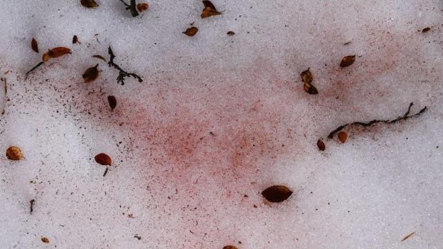 ‘Bloody’ Snow Is Another Ominous Signal of Climate Change