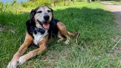 Buddy’s Law: Meet the Dog Behind the NSW Animal Testing Bill
