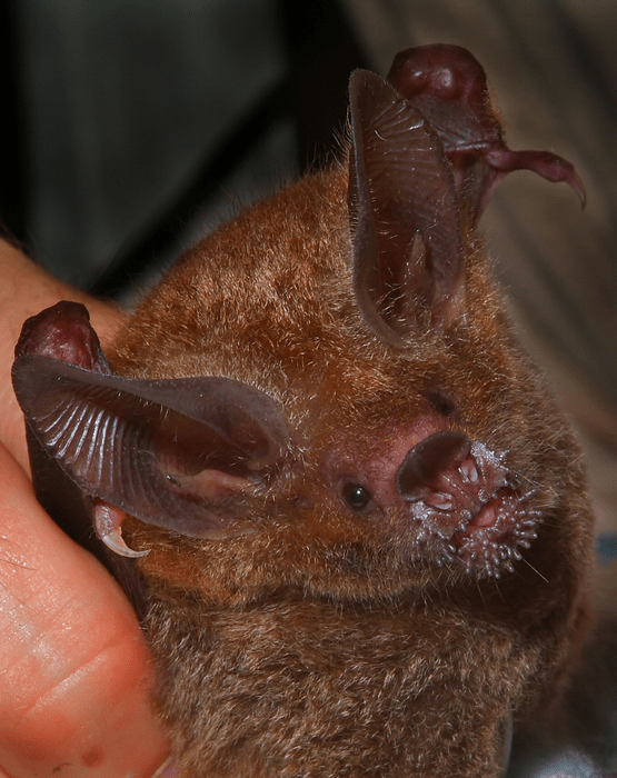 These Wild Bats Remembered a Specific Phone Ringtone 4 Years Later