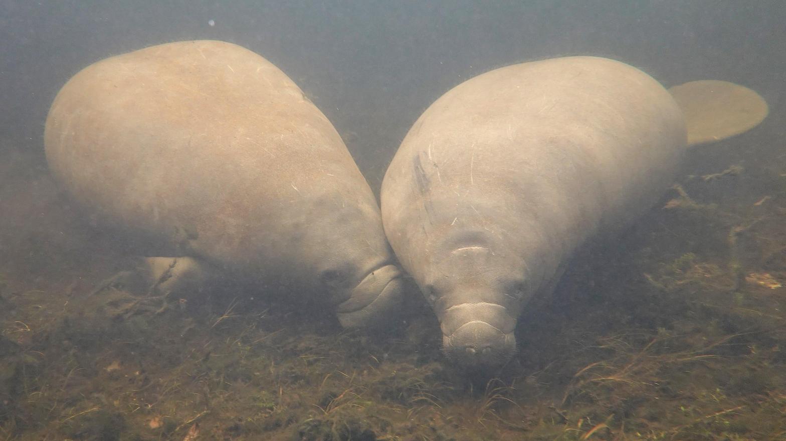 Manatees in the Homosassa River in Florida where conservationists planted seagrass to help restore their natural habitat. Manatees had been listed as endangered until 2017 thanks to preservation efforts. (Photo: Joe Raedle, Getty Images)