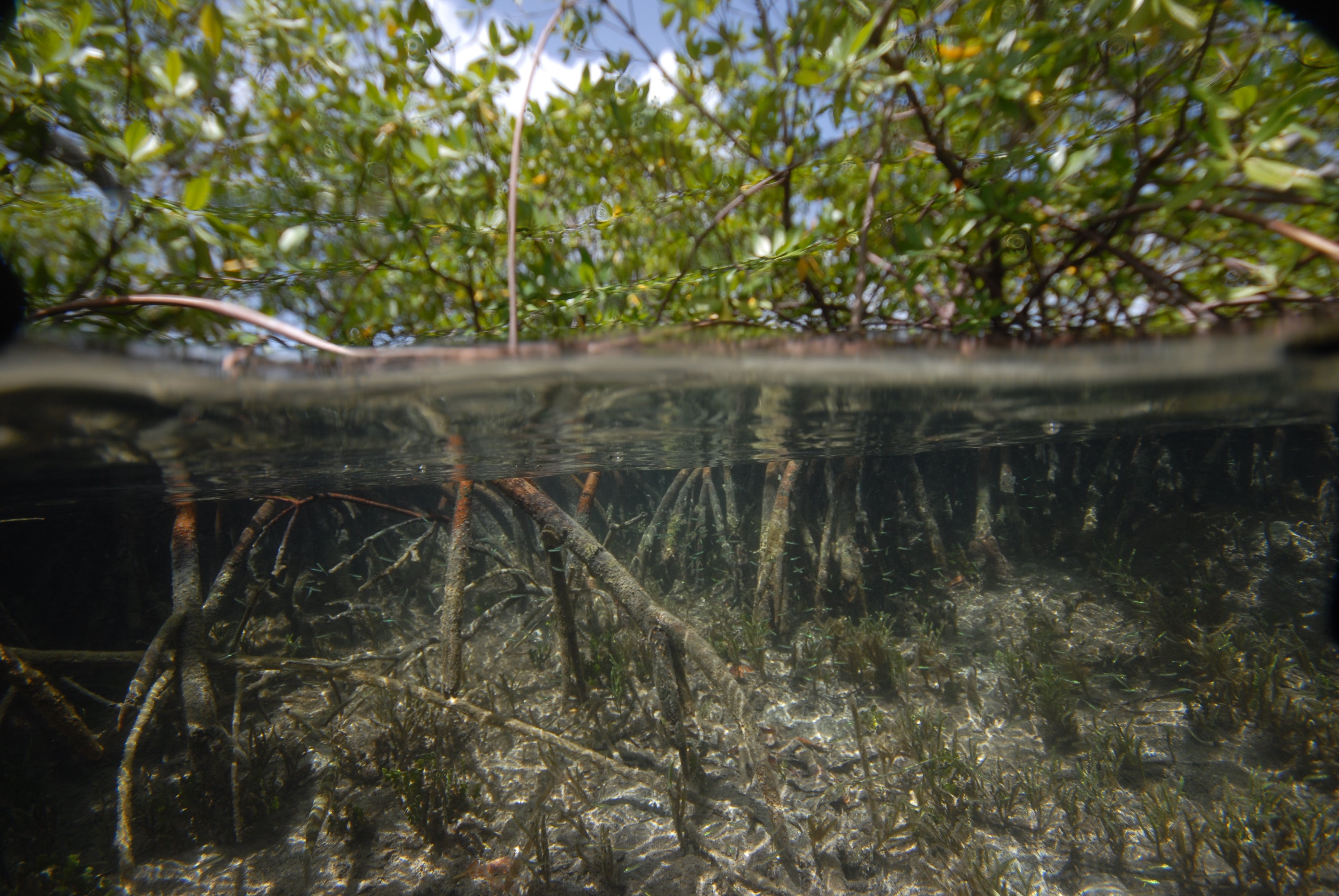 T. magnifica's habitat: a marine mangrove swamp in Guadeloupe. (Photo: Pierre Yves Pascal)