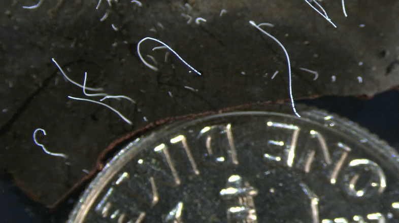 T. magnifica filaments next to a dime for scale. (Gif: Tomas Tyml)