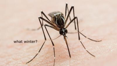 Where Do All the Mosquitoes Go in the Winter?