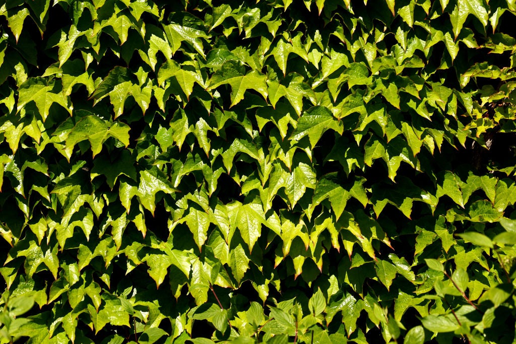 A dense wall of English ivy leaves.  (Photo: Clive Brunskill, Getty Images)