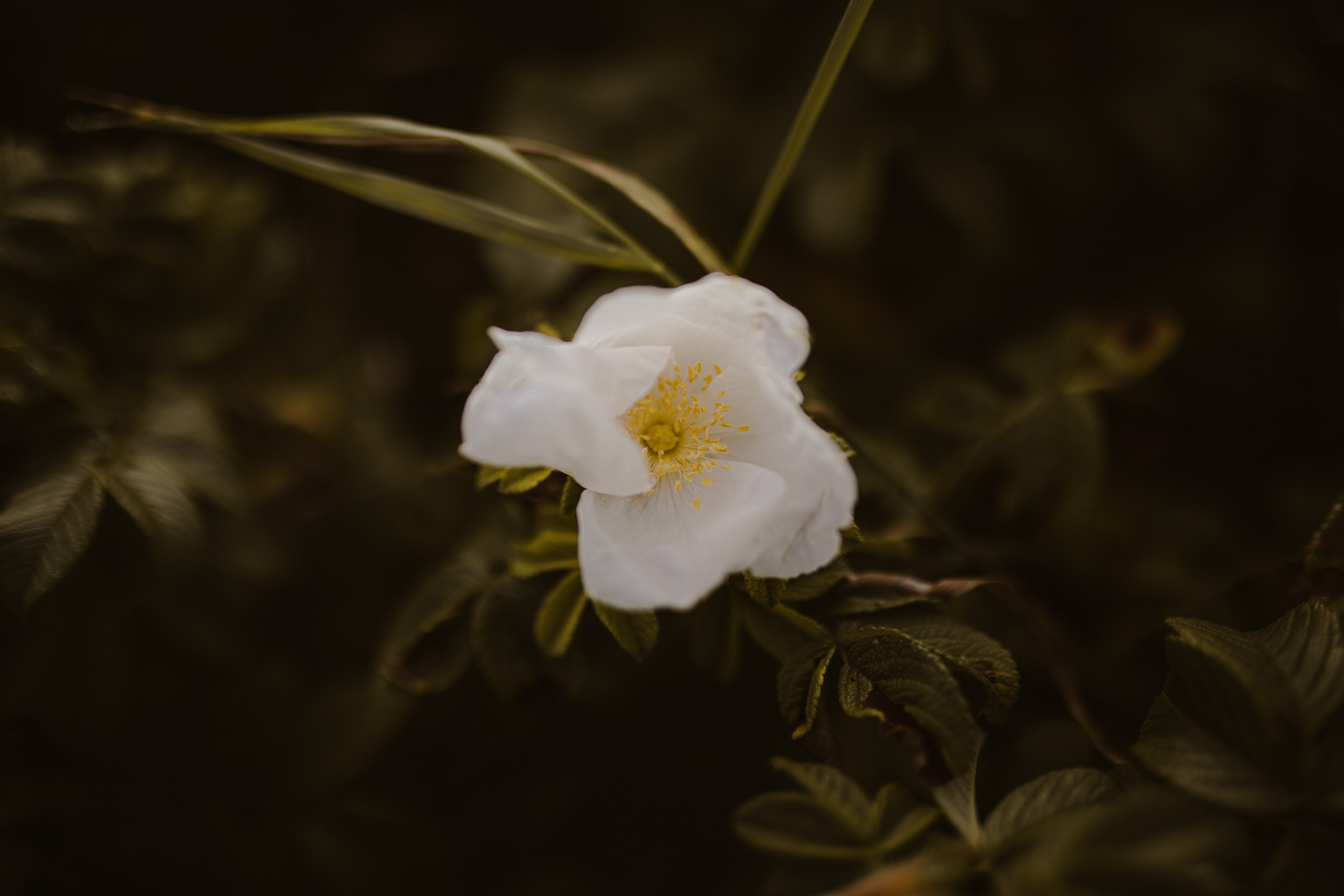 A Cherokee Rose blossom.  (Photo: Dominika Roseclay/Pexels)