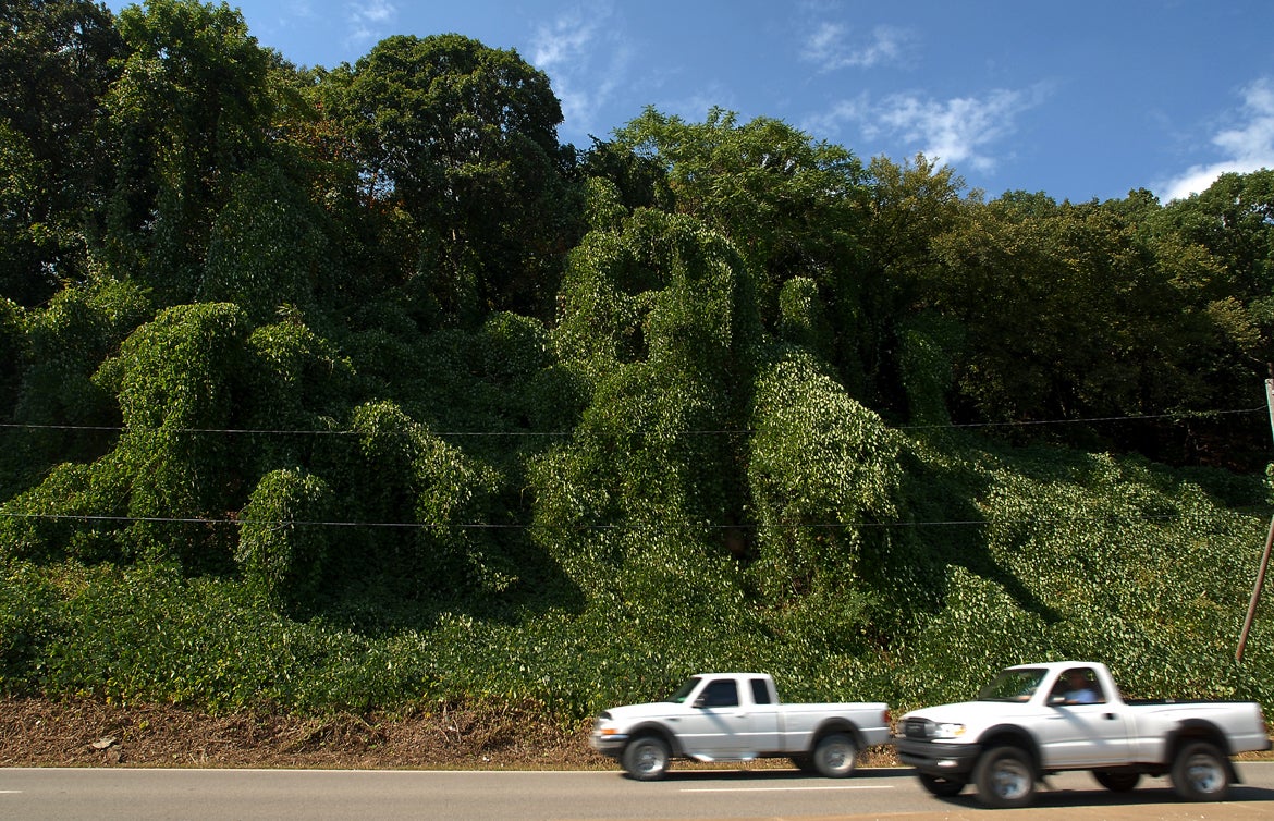 A hillside taken over by kudzu in North Charleston, West Virginia.  (Photo: Charleston Daily Mail, Bob Wojcieszak, AP)