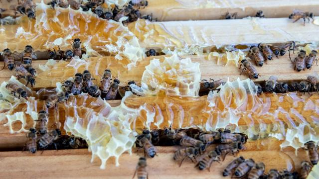 The Varroa Mite Could Help Solve Australia’s Feral Honey Bee Problem