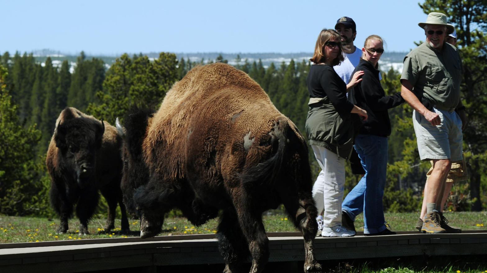 The National Parks Service advises visitors to stay 25 years (23 meters) away from wild bison. (Image: Mark Ralston, Getty Images)