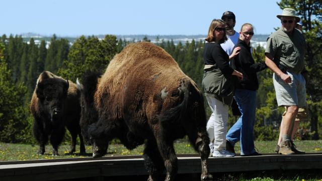 Yellowstone Bison Clearly Fed up With People After Third Goring of 2022