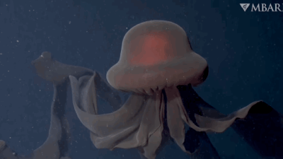 Huge Jellyfish Is Extremely Rare, Nightmare Fuel