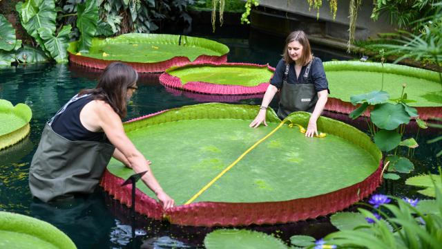 Scientists Uncover Spectacular New Species of Giant Water Lily